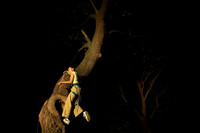 Wild Space Dance InSite Field Guide 2025-14