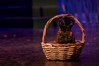 KM Wizard of Oz Highlights-2