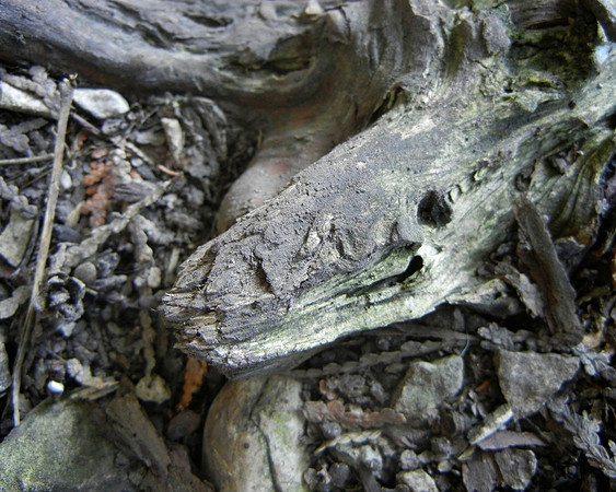 Peninsula State Park 141