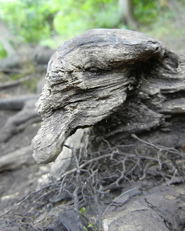 Peninsula State Park 136