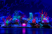 Brook El Finding Nemo-15